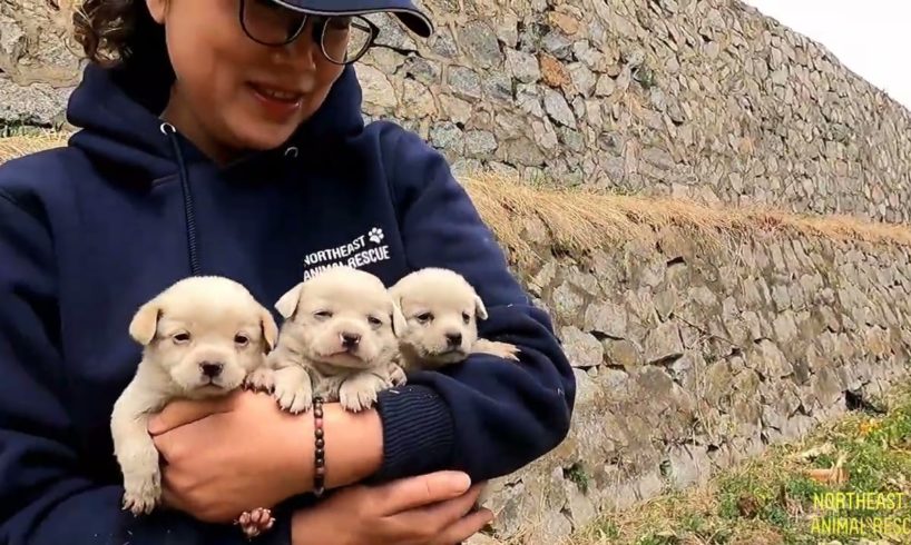 Three puppies rescued from abandoned factory without mom