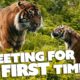 Tigers Have RARE Father Daughter Relationship | FOTA: Into the Wild | Nature Bites