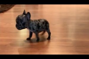 Tiny Frenchie complains about his new mattress being uncomfortable. Very cute puppies