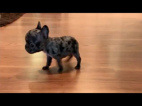 Tiny Frenchie complains about his new mattress being uncomfortable. Very cute puppies