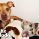 Tiny Piglet Snuggles With Anxious Rescue Dog | The Dodo
