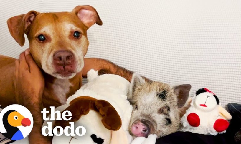 Tiny Piglet Snuggles With Anxious Rescue Dog | The Dodo