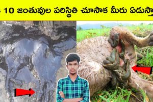 Top 10 Animal rescue videos | Dog in Tar rescue | Top 10 Amazing Facts | BMC facts | Telugu