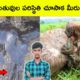 Top 10 Animal rescue videos | Dog in Tar rescue | Top 10 Amazing Facts | BMC facts | Telugu