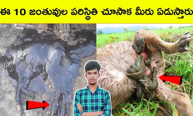 Top 10 Animal rescue videos | Dog in Tar rescue | Top 10 Amazing Facts | BMC facts | Telugu