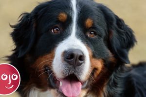 Top 10 Best Dog Breeds for Your First Dog