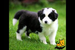 Top 10 Cutest Puppy Breeds
