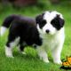 Top 10 Cutest Puppy Breeds