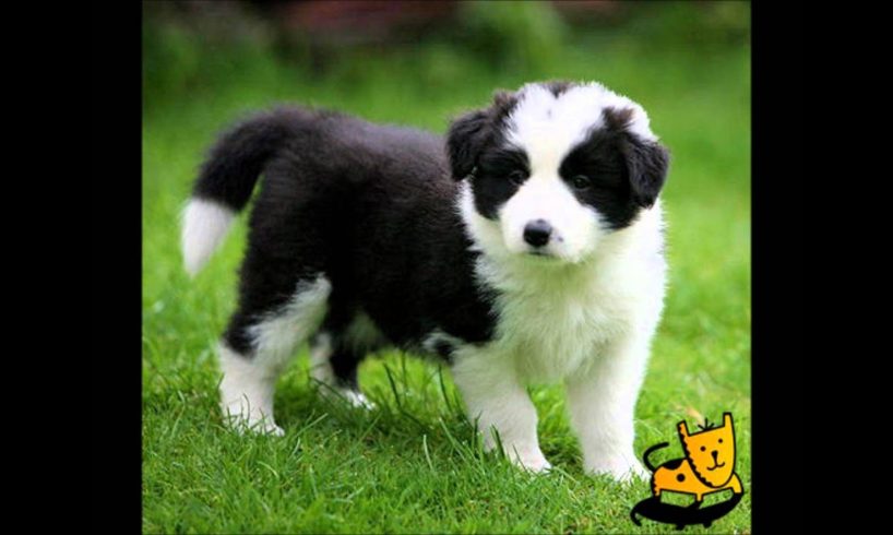 Top 10 Cutest Puppy Breeds