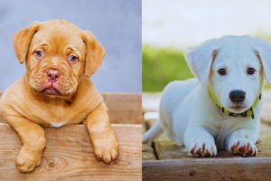 Top 10 cutest puppies that will melt your heart.