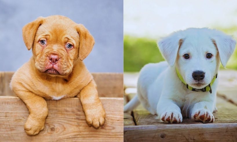 Top 10 cutest puppies that will melt your heart.