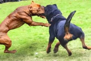 Top 20 Craziness Animal Fights Of All Time Caught On Camera