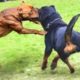 Top 20 Craziness Animal Fights Of All Time Caught On Camera