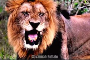 Top 20 Moments Lion Brutally Attack | Animal Fights