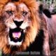 Top 20 Moments Lion Brutally Attack | Animal Fights