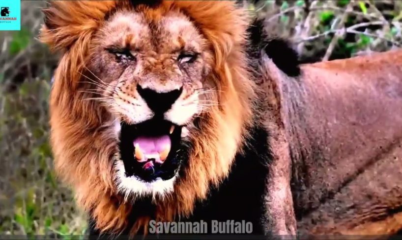 Top 20 Moments Lion Brutally Attack | Animal Fights
