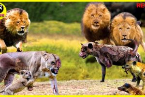 Top 30 Animal Fights With Lion vs Buffalo,Wild Dogs, Hyenas...One of a Kind!