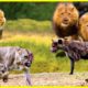 Top 30 Animal Fights With Lion vs Buffalo,Wild Dogs, Hyenas...One of a Kind!