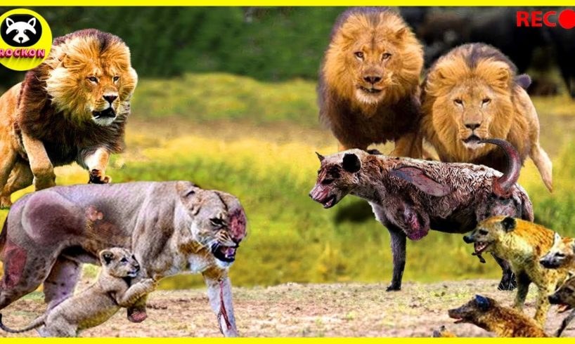 Top 30 Animal Fights With Lion vs Buffalo,Wild Dogs, Hyenas...One of a Kind!