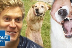 Top 5 Famous Pets 😱⭐️ | Bondi Vet Compilation