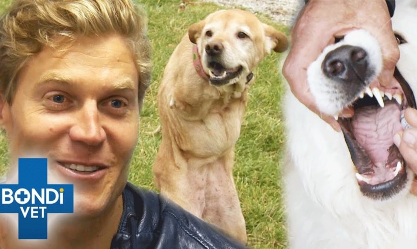 Top 5 Famous Pets 😱⭐️ | Bondi Vet Compilation