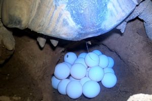 Tortoise Laying Eggs