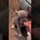 Trying training with no arguments #funny #dog #doglover #viral #fypシ #fyp #frenchie #shorts  ￼