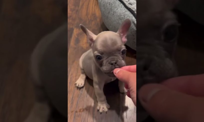 Trying training with no arguments #funny #dog #doglover #viral #fypシ #fyp #frenchie #shorts  ￼