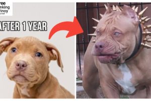 Tuta ng Bulldog lumaking delikado! | Cute Puppies Dangerous Transformation
