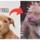 Tuta ng Bulldog lumaking delikado! | Cute Puppies Dangerous Transformation