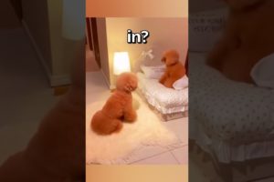 Two DOGS waking up on CHRISTMAS 😍 | Wholesome Moments