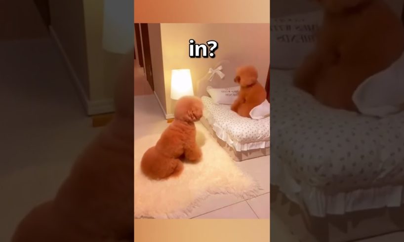 Two DOGS waking up on CHRISTMAS 😍 | Wholesome Moments