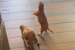 Two Prairie Dogs Get on to Mischief in New Home | Cuddle Buddies