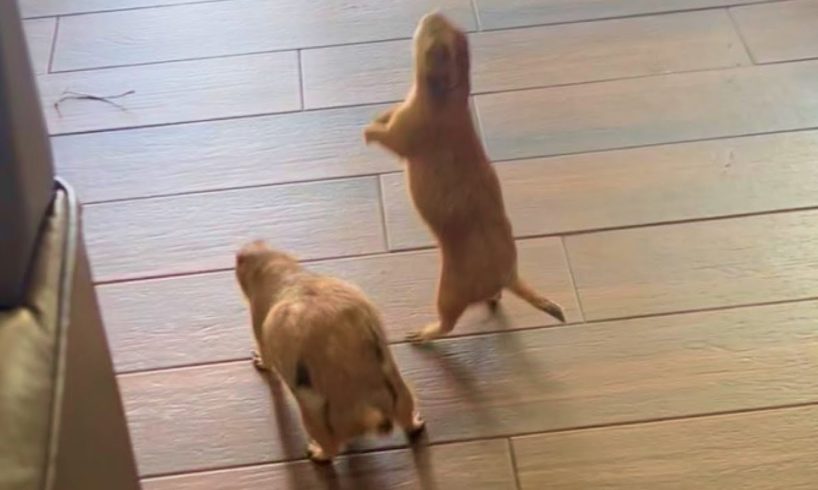 Two Prairie Dogs Get on to Mischief in New Home | Cuddle Buddies