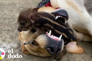 Un año en la vida de un jabalí criado por un labrador amarillo | Parejas Disparejas | El Dodo