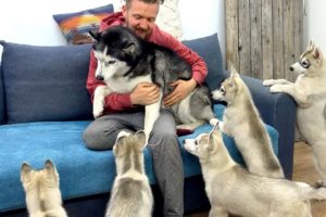 Unbelievable Escape: My Dogs Run from the Cutest Husky Puppies