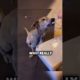 Unforgettable Moment: Stray Dog's Unexpected Gratitude