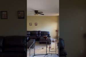 Unleashing Joy: Puppies Unwinding in the Family Room! | [puppy]