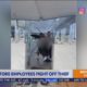 Video: employees fight back against robbery suspect who sprayed them with bear repellent 