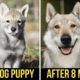 WOLFDOG, AMERICAN BULLY at BANDOG | Dangerous Dog Breed CUTE PUPPIES Part 3