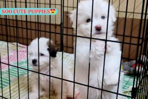 WOW SOOO CUTE PUPPIES😍🐶| Adorable Puppies | Dogs | Lhasa Apso Puppies | Cute Dogs