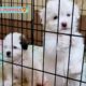 WOW SOOO CUTE PUPPIES😍🐶| Adorable Puppies | Dogs | Lhasa Apso Puppies | Cute Dogs