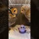 Waduh! Burunghantuku bertengkar ! #burunghantu #animals #owls #animal #funny #pets