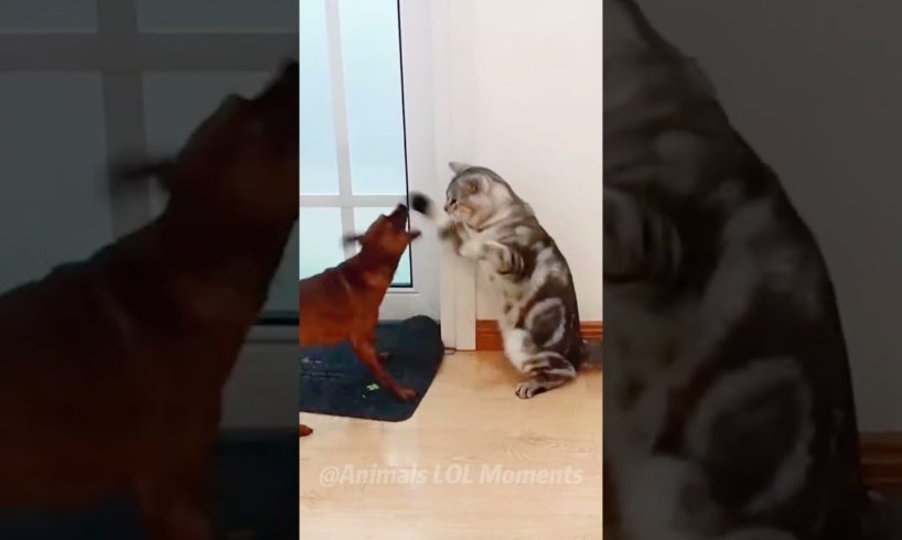 🐱Watch Funny Cats Do the Unexpected Things😅 | Animals LOL Moments