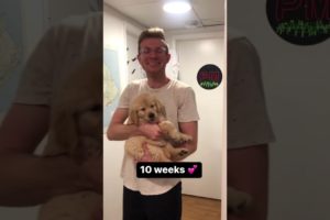 Watch this Golden Retriever Puppy Grow!