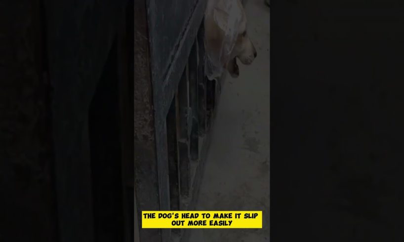 We Rescued a Poor Dog Trapped at the Door - Animal Rescue