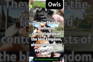 Weird Owl Facts  #weirdanimalfacts