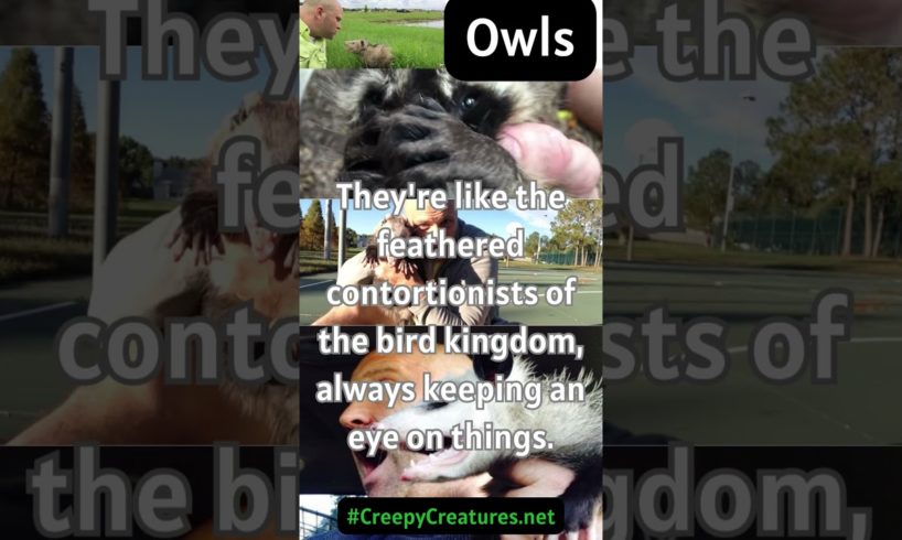 Weird Owl Facts  #weirdanimalfacts