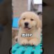 What is it like to be my dog #dog #goldenretriever #shorts