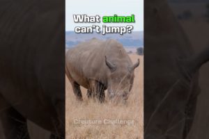 Which Animals Cannot Jump? #shorts #animals #animal